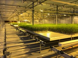 CannTrust Canada grootschalige wietteelt