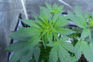 cannabisplant wietteelt