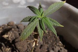 wiet cannabis plant