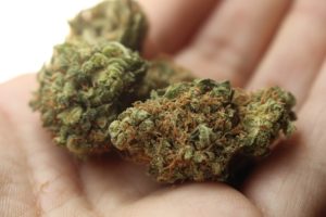 wiet cannabis telen