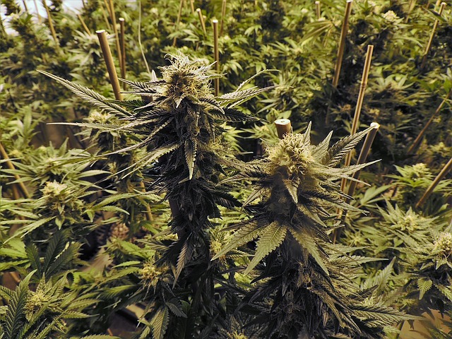 marijuana cannabis telen advocaat